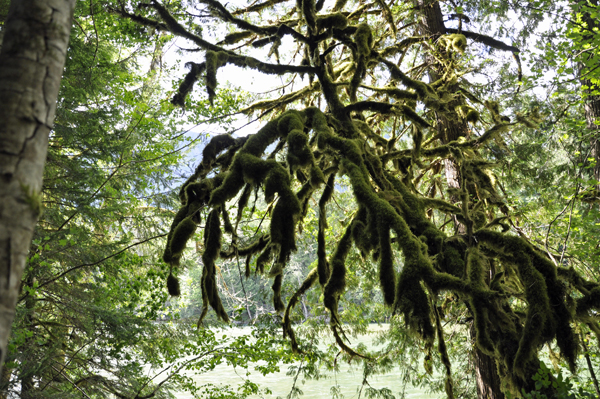 moss covered tree